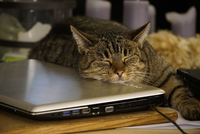 Brown and black striped tabby cat sleeping with head resting on a silver laptop.